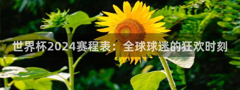 看世界杯：世界杯2024赛程表：全球球迷的狂欢时刻